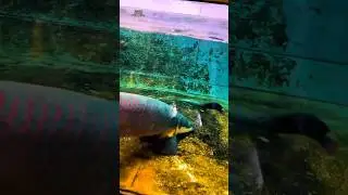 Arapaima ate its own baby 🤧. #short #shorts #viral #fish #fishing #arapaima #fishvideo #trending