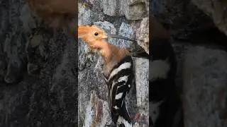 Eurasian Hoopoe Sounds 🧡