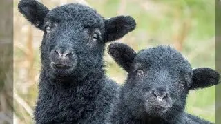 Baby Lamb is Born! 🐑 Black Sheep Nursery Rhyme | Kids Song