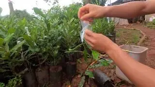 Easy method for graft Macadamia - How to graft Macadamia
