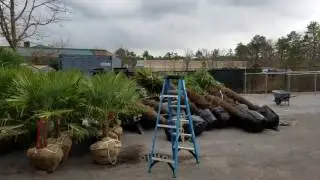 New Windmill Palms For Sale 2017