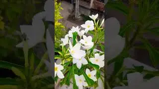 Nag Champa flower #shortsfeed #trending #viral #video