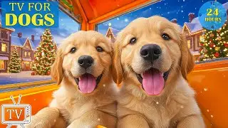 DOG TV: Videos Anti-Anxiety to Dogs Keep Dogs Relax When Home Alone All Day - Best Music for Dogs