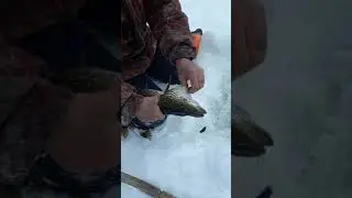 сработали жерлицы в глухозимье