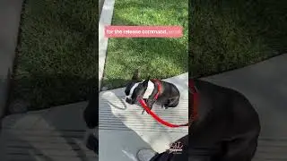 Teaching Your Dog Boundaries!