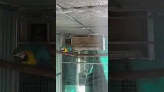 Blue and Gold Macaw Jax and Indy Breeding pair