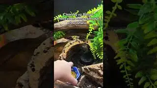 He&rsquo;s like hey wyd with my stuff?? #reptiles #geckos #leopardgeckos #gecko #petgecko #shorts