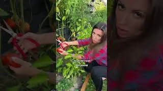 Дісно, а чому так ?) 😂