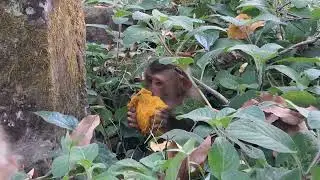 He is Bravo eating mango #shortvideo #babymonkey #monkey #animals #fyp