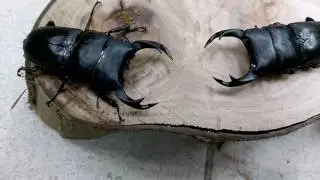 Japanese stag beetle ready fighting !! - Dorcus hopei binodulosus