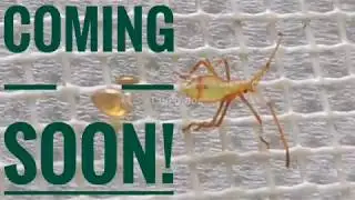 Coming Soon! Insect Hatching!
