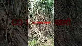 CO 19005 गन्ना प्रजाति ऐसी वैरायटी कहीं कहीं मिलती है जिले में देखने को चाहे आकर देख लो खेत किसानों