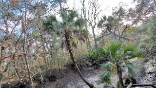 Palm Trees Fell by Econlockhatchee River & Others Grow Horizontally then Skyward! Little Big Econ