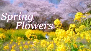 Spring flowers  Cinematic SONY a7c｜TAMRON 28-75mm /F2.8 Di III RXD｜ ZHIYUN WEEBILL S ジンバル｜PP10 HLG