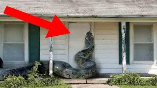 10 Incredible Encounters Of Wild Animals Invading People's Homes