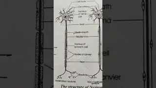 Structure of Neurons