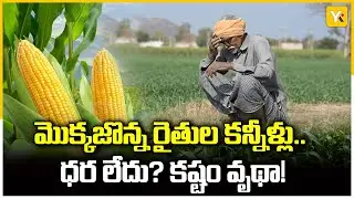 నంద్యాల మొక్కజొన్న రైతుల కన్నీళ్లు..| Nandyal Maize Farmers Protest | AP Farmers Issue