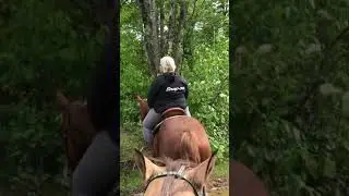 Sold Socks 2009 red roan Overo paint gelding