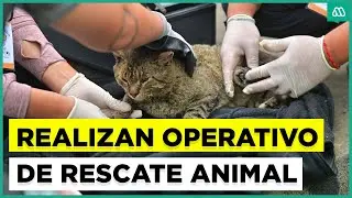 Realizan operativo veterinario de rescate animal
