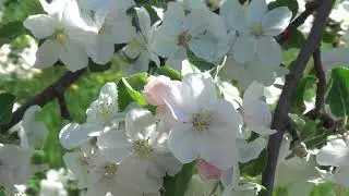 The blooming garden. Uman/Цветущий сад. Умань