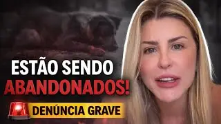 &ldquo;DEN&Uacute;NCIA GRAVE! Cidade rica abandona animais atropelados e revolta protetores&rdquo;