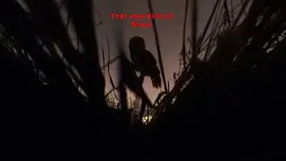 5000 pictures produced a wicked video of Anomalies Meteors Space x  Northern Lights and a Huge owl