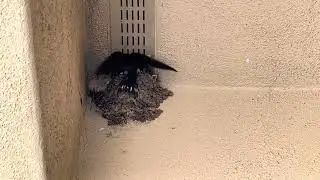 Barn Swallow Mother and Babies 