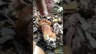 recolte champignons bolets orang&eacute;s