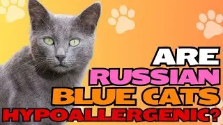 Are Russian Blue Cats Hypoallergenic?🐱