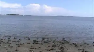 Bottlenose Dolphin Unique Feeding Behavior in Cedar Key Florida - Gulf of Mexico
