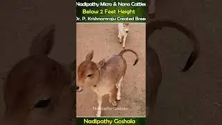 beautiful small cows 🐄🐂 #cow #minicow #miniaturecow #minicowshed #animals #farming #farm #youtube