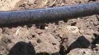 Subsurface Drip Irrigation - Kansas State University