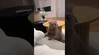 ❤It's hilarious😂😂😂 #pet #cat #Curious Cat #Animal Comedy #funnyanimals #funnycats