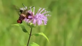 Hummingbird Clearwing Moth, Real-time & Slow-motion  26Jul2025