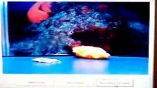 pirate ship and giant clam