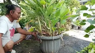 Harvesting Arrowroot/Angkrik/Erut Tubers in Pots