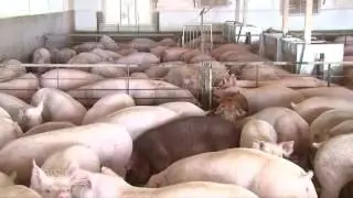 Pork: From Farm to Supermarket