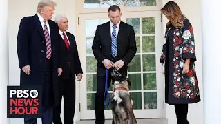WATCH: Trump honors military dog involved in al-Baghdadi raid