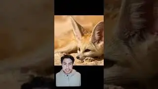 The Fennec Fox (Review) #fox #foxes #animals #documentary #desert