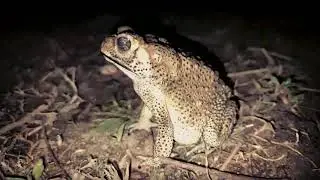 Screaming Frog | Crazy Frog | worlds cute frog squeak | Indian frog in mansion | Nature lover