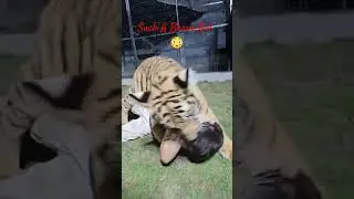 Brave Kid Playing With The Tiger 😳 #naturelovers #wildlifeforkids #wildlife #pets