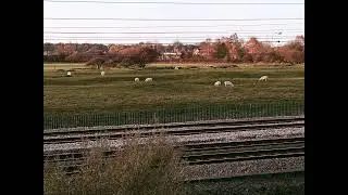 the one that got away