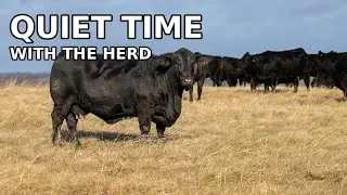 3 Minutes of Peace &ndash; Cattle Grazing at Pride Ranch
