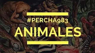 PERCHA 983 - Animales Infieles  (video con letra) Prod:Dr.From