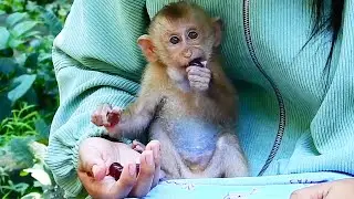 So Funny! While Kind Lady give fruit to orphan Angela, Monkey Lauy is jealous Want sit near Angela