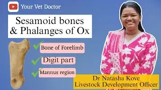 Ox Limb Anatomy: The Importance of Sesamoid Bones and Phalanges | BVSC & AH | First year