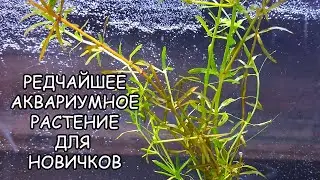 ЭЛОДЕЯ СПЕЦ. ELODEA species. СЕКРЕТЫ ВЫРАЩИВАНИЯ