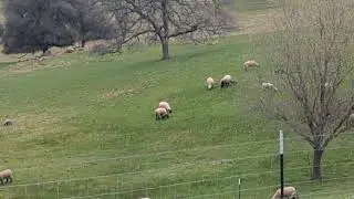 California sheep ranch country landscape trees hiking #nature #lifeisbutadream #hiking #mountains 
