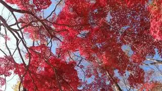 The autumn leaves in Kyoto Imperial Palace in 2020.