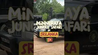 Discover SRI LANKA's Minneriya National Park Jungle Safari Adventure! 🌿🐘 🇱🇰